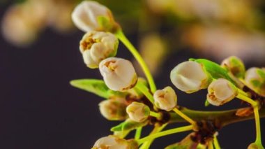 Yumuşak beyaz çiçeklerin makro hızlandırılmış görüntüleri çiçek açıyor