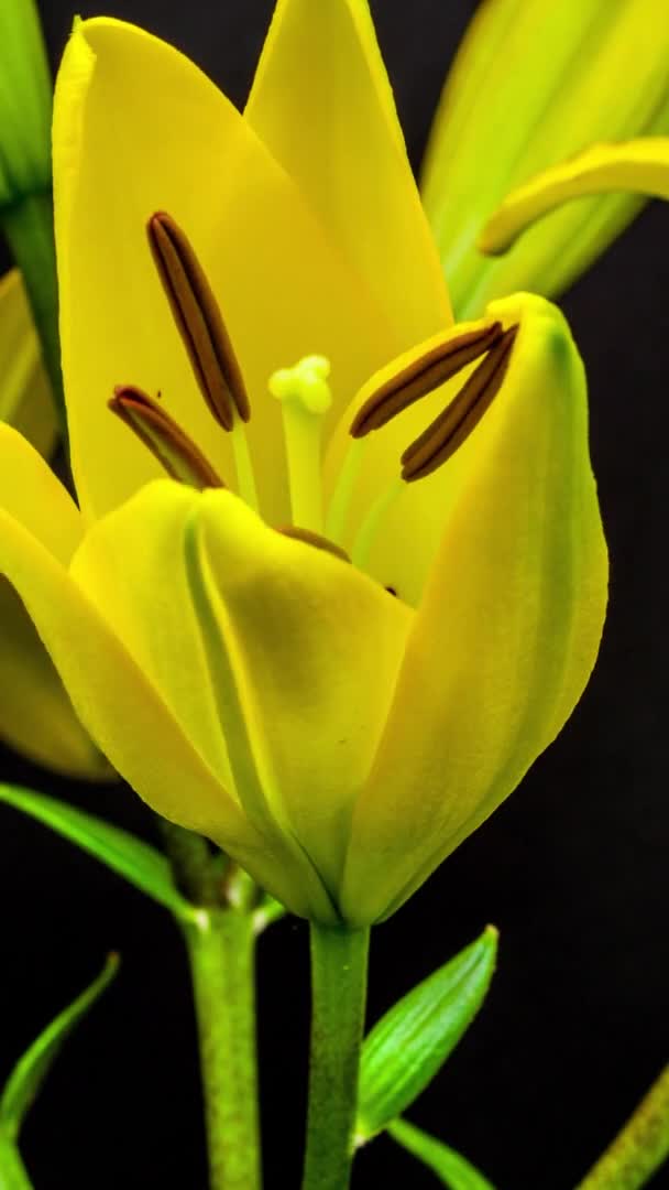 Макро Часові Кадри Жовтих Квітів Лілії Чорному Тлі — стокове відео