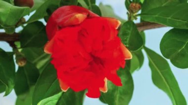 Kırmızı Nar çiçeğinin makro zaman atlamalı görüntüleri çiçek açıyor