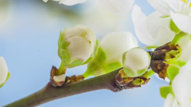 Macro Time Lapse Beelden Van Zachte Witte Bloemen Bloeien — Stockvideo