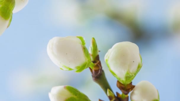 Makro Zeitraffer Aufnahmen Weicher Weißer Blumen Blühen — Stockvideo