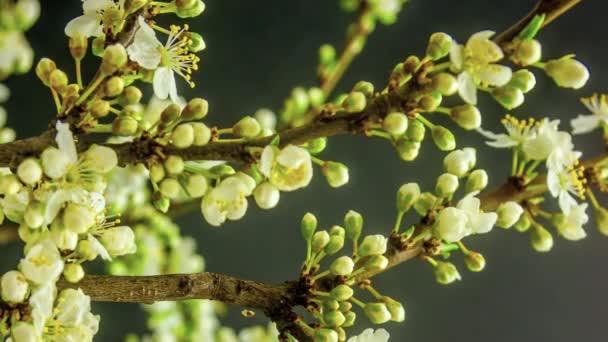 Macro Time Lapse Imagens Flores Brancas Suaves Estão Florescendo — Vídeo de Stock