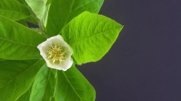Macro Time Lapse Imagens Flores Musmula Branco Macio Estão Florescendo — Vídeo de Stock