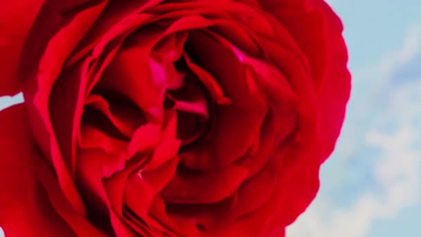 Macro Time Lapse Imagens Flor Rosa Vermelha — Vídeo de Stock