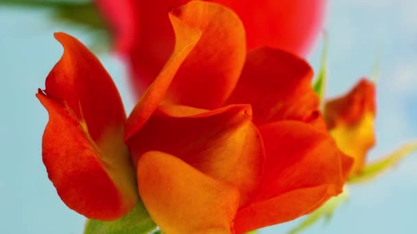 Metraje Macro Time Lapse Flor Rosa Roja — Vídeos de Stock