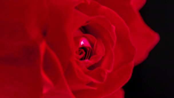 Macro Time Lapse Imagens Flor Rosa Vermelha — Vídeo de Stock