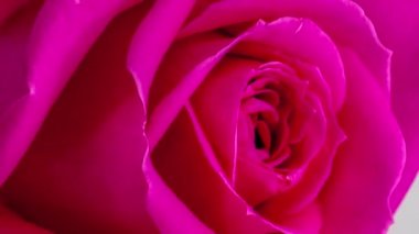 Pembe gül çiçeğinin makro zaman atlamalı görüntüleri  