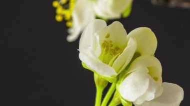 Siyah arkaplanda beyaz erik çiçeklerinin makro hızlandırılmış görüntüleri 