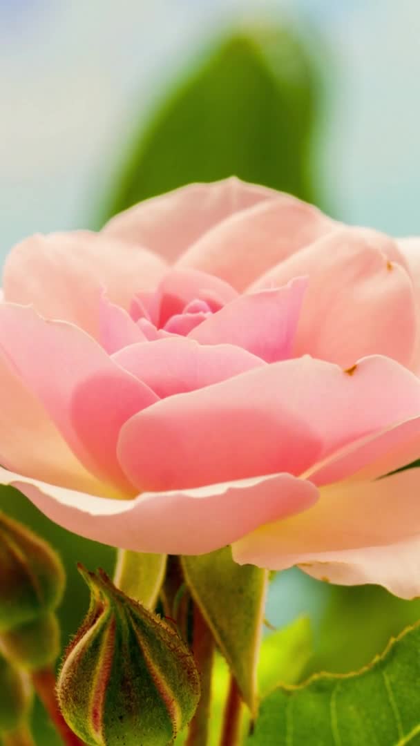 Makro Time Lapse Materiał Filmowy Różowy Kwiat Róży — Wideo stockowe
