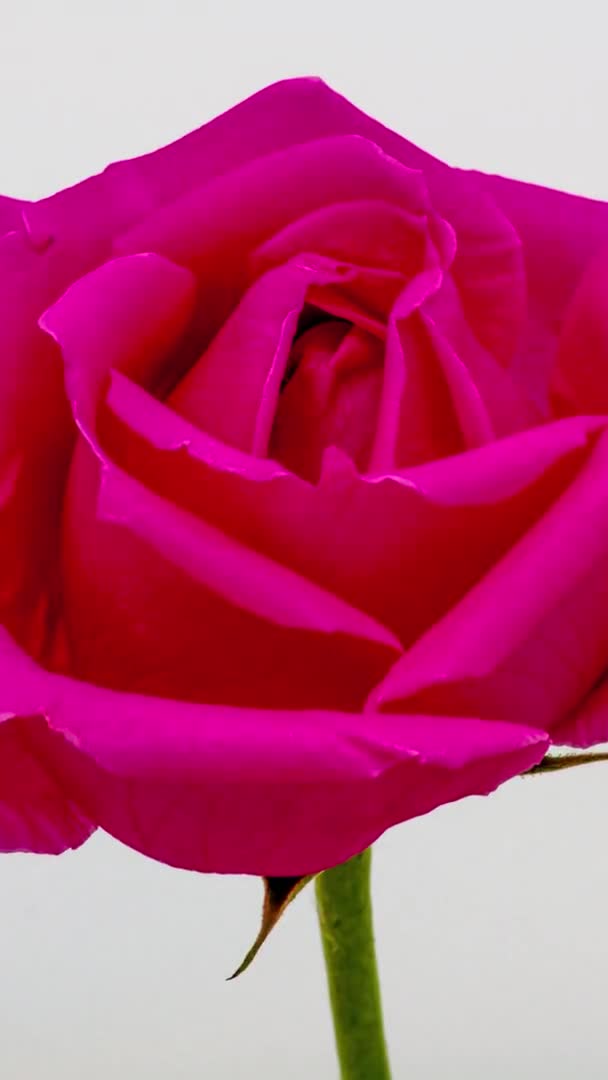 Macro Time Lapse Imagens Rosa Rosa Flor — Vídeo de Stock