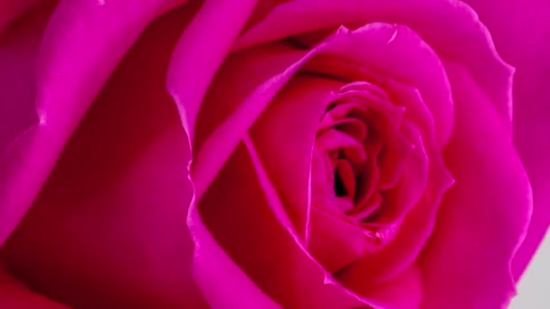 Macro Time Lapse Imagens Rosa Rosa Flor — Vídeo de Stock