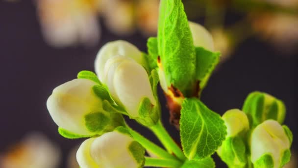 Macro Time Lapse Footage White Plum Flowers Black Background — Stock Video