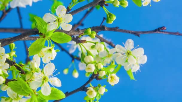 Metraje Macro Time Lapse Flores Ciruela Blanca Sobre Fondo Azul — Vídeo de stock