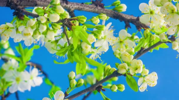 Macro Time Lapse Imagens Flores Brancas Ameixa Fundo Azul — Vídeo de Stock