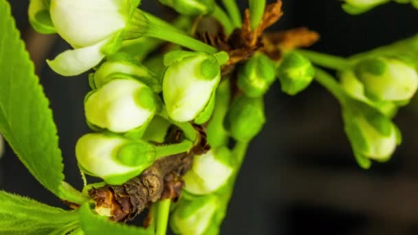 Metraje Macro Time Lapse Flores Ciruela Blanca Sobre Fondo Negro — Vídeos de Stock