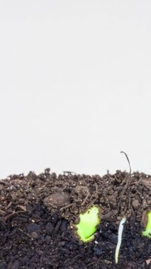 Tahıl filizlenmesinin makro hızlandırılmış görüntüleri