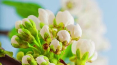 Yumuşak kiraz çiçeklerinin makro hızlandırılmış görüntüleri çiçek açıyor