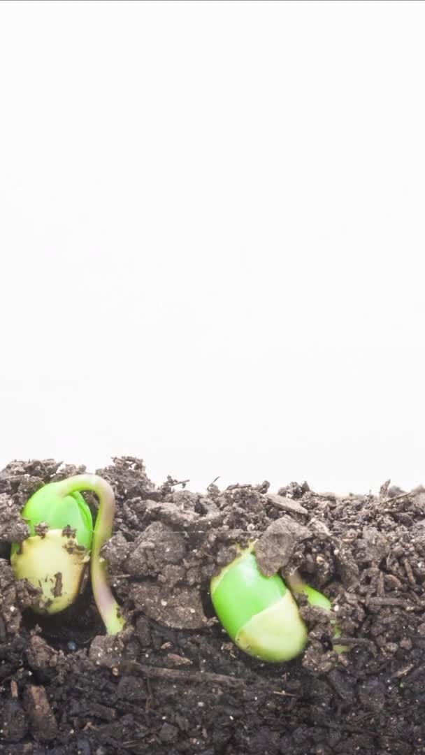 Tahıl Filizlenmesinin Makro Hızlandırılmış Görüntüleri — Stok video