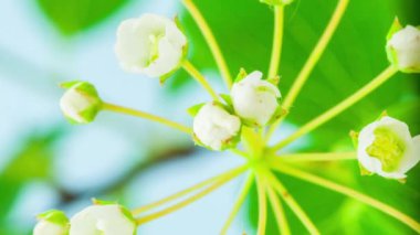 Mavi arka planda yumuşak çalı çiçeklerinin makro hızlandırılmış görüntüleri