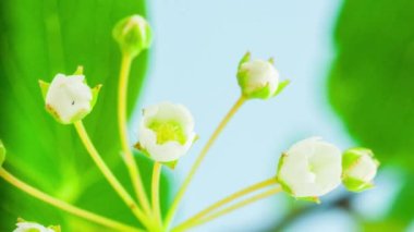 Mavi arka planda yumuşak çalı çiçeklerinin makro hızlandırılmış görüntüleri