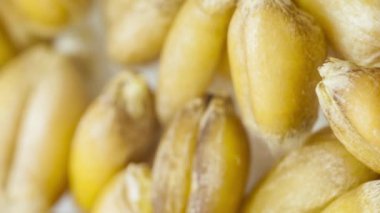 Tahıl filizlenmesinin makro hızlandırılmış görüntüleri