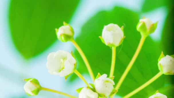 Macro Time Lapse Imagens Flores Arbusto Macio Fundo Azul — Vídeo de Stock