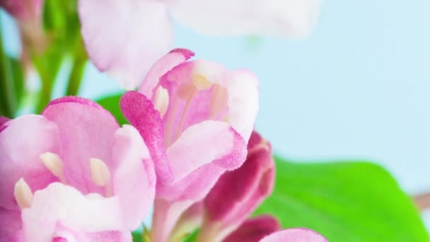 Macro Time Lapse Images Fleurs Roses Weigela Floride Fleurissent — Video