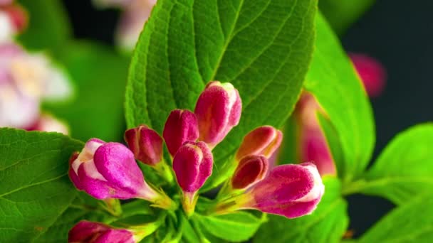 Macro Time Lapse Metraje Rosa Weigela Flores Florida Están Floreciendo — Vídeos de Stock