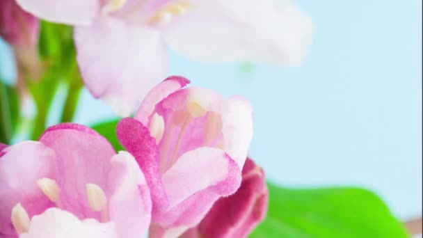 Μακροχρονικό Διάστημα Lapse Πλάνα Από Ροζ Λουλούδια Weigela Φλόριντα Ανθίζουν — Αρχείο Βίντεο