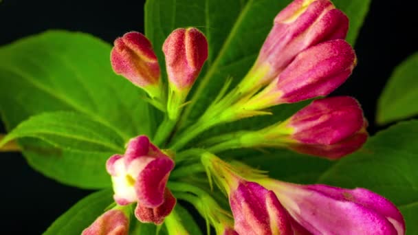 Makro Time Lapse Bilder Rosa Weigela Florida Blommor Blommar — Stockvideo