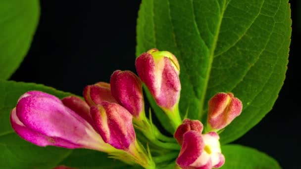Μακροχρονικό Διάστημα Lapse Πλάνα Από Ροζ Λουλούδια Weigela Φλόριντα Ανθίζουν — Αρχείο Βίντεο