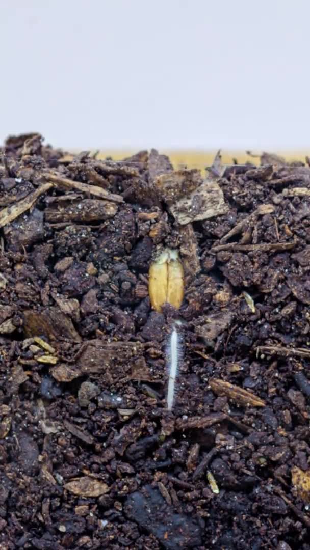 Imagens Macro Time Lapse Germinação Grãos — Vídeo de Stock