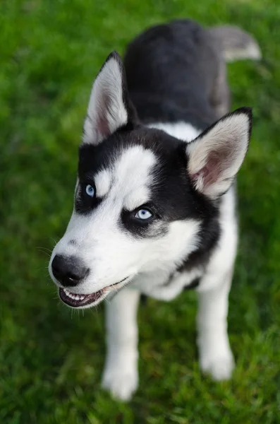 Köpeği gezdir.