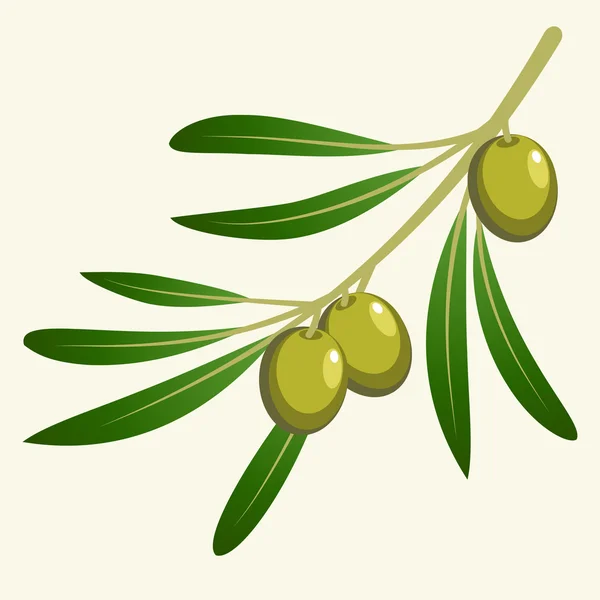 Vector olive branch — Stock Vector