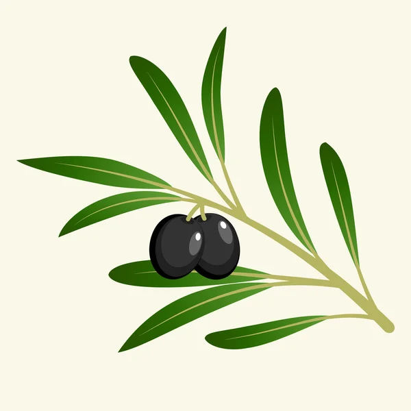 Vector rama de olivo — Archivo Imágenes Vectoriales