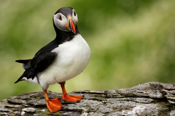 Lunnefågel — Stockfoto