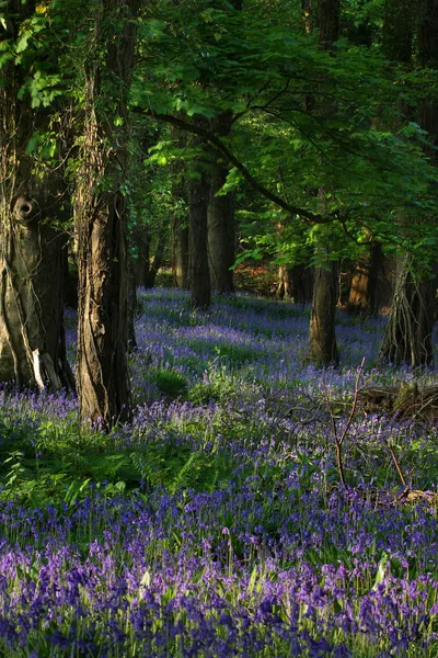 Národní park Killarney Stock Obrázky