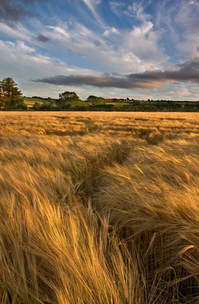 Golden Hour — Stock Photo, Image