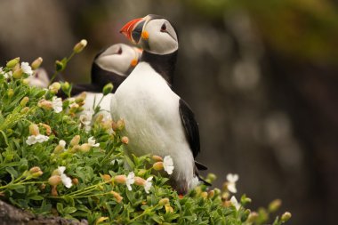 Puffins