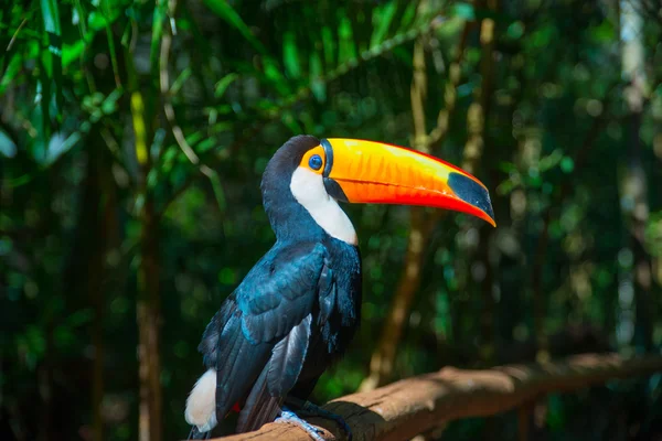 Tucan — Stock Photo, Image