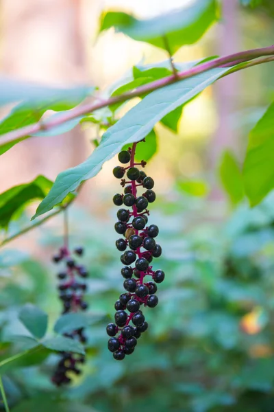Frutas en el bosque — Foto de Stock