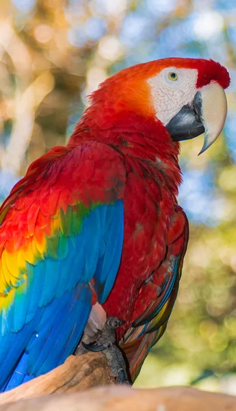 Colorful ara — Stock Photo, Image