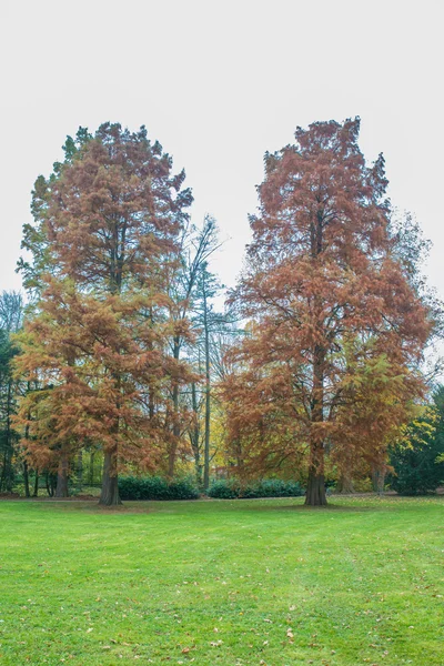 Árbol de otoño — Foto de Stock