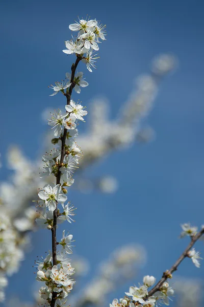 Brzy na jaře — Stock fotografie