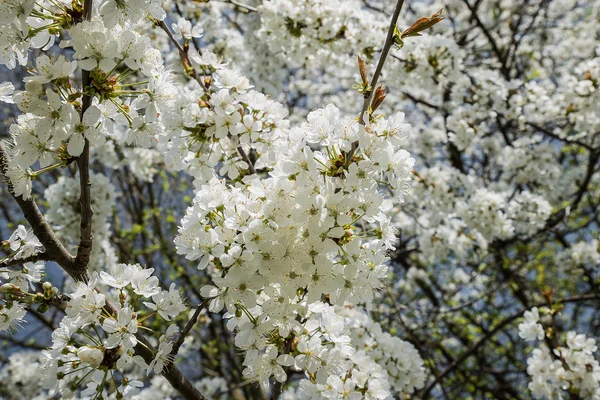 Início da primavera — Fotografia de Stock