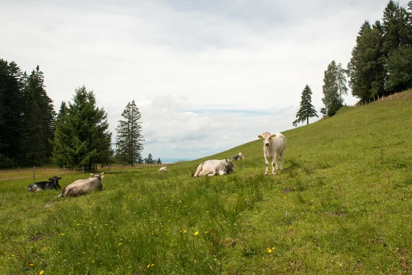 Alpi austriache — Foto Stock