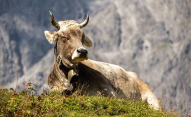 Calf enjoys the Alps and the fresh, healthy grass