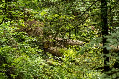 relaxed walk through the forest