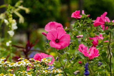 Wonderful mug mallow in full bloom