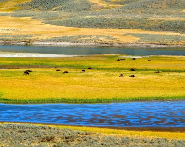 hayden Vadisi yellowstone Milli Parkı içinde otlatma otlatma bison sürüsü